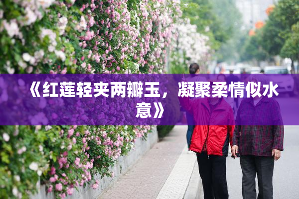 《红莲轻夹两瓣玉，凝聚柔情似水意》