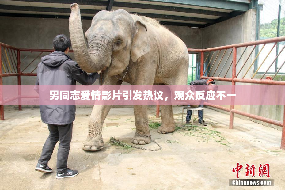 男同志爱情影片引发热议，观众反应不一