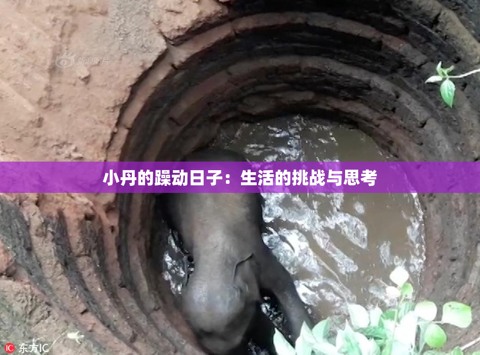 小丹的躁动日子：生活的挑战与思考