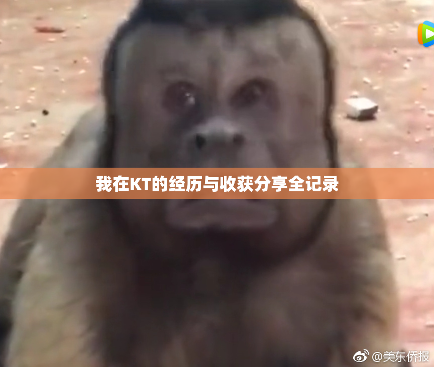 我在KT的经历与收获分享全记录