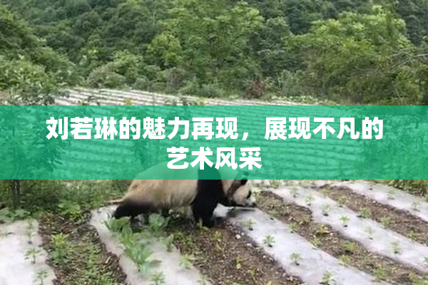 刘若琳的魅力再现，展现不凡的艺术风采