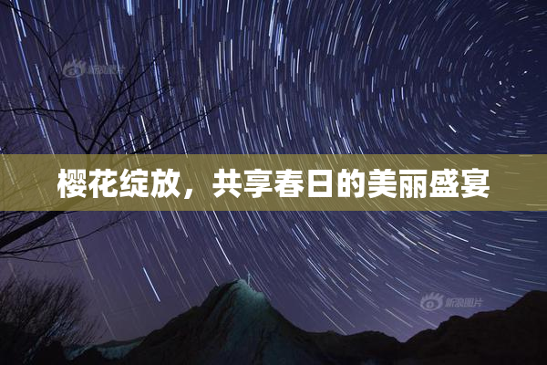 樱花绽放，共享春日的美丽盛宴