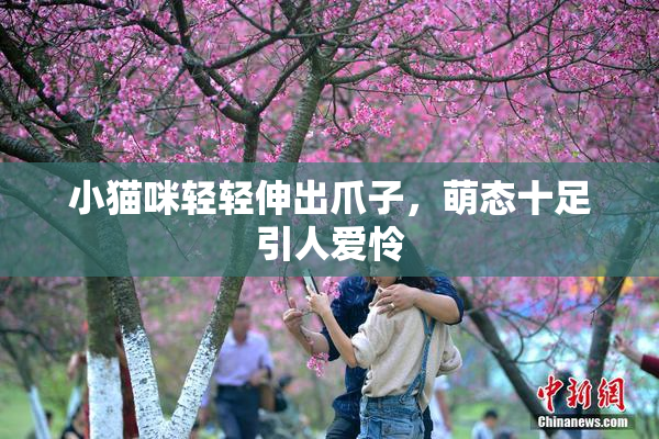 小猫咪轻轻伸出爪子，萌态十足引人爱怜