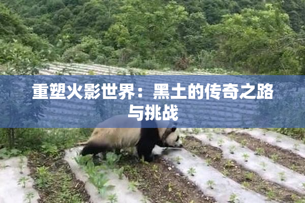 重塑火影世界：黑土的传奇之路与挑战