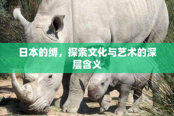 日本的缚，探索文化与艺术的深层含义