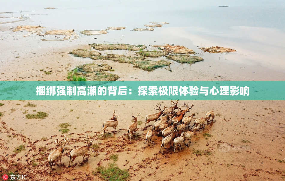 捆绑强制高潮的背后：探索极限体验与心理影响