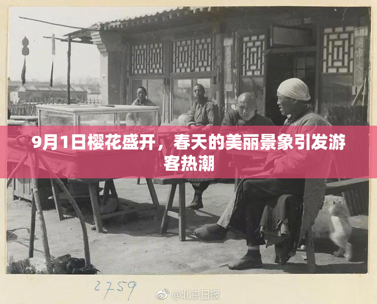 9月1日樱花盛开，春天的美丽景象引发游客热潮