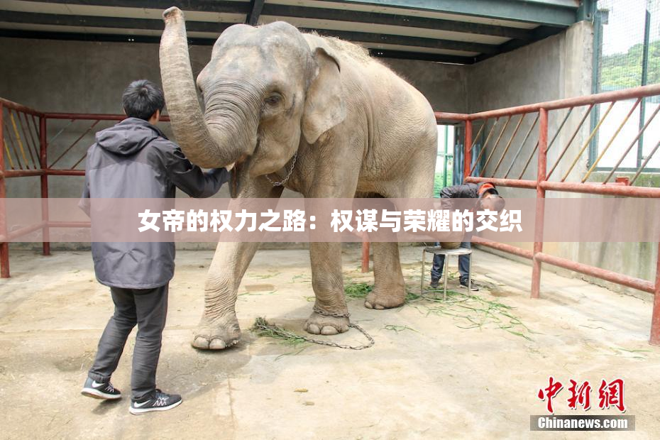 女帝的权力之路：权谋与荣耀的交织