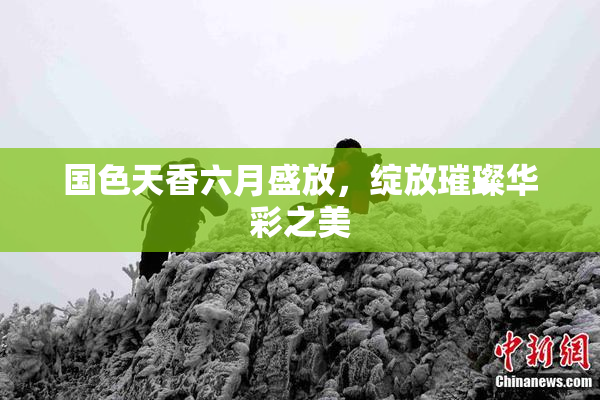 国色天香六月盛放，绽放璀璨华彩之美