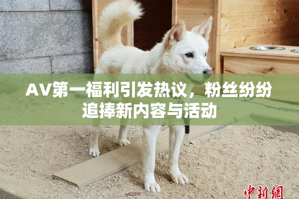AV第一福利引发热议，粉丝纷纷追捧新内容与活动