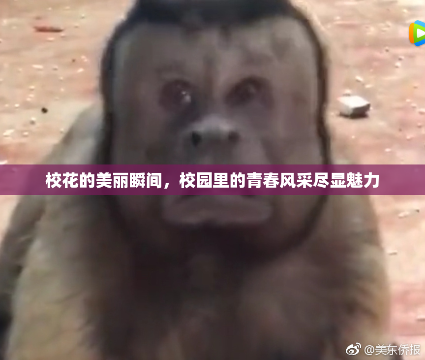 校花的美丽瞬间，校园里的青春风采尽显魅力