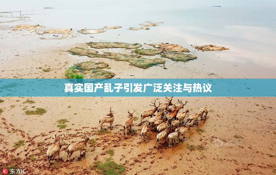 真实国产乱子引发广泛关注与热议