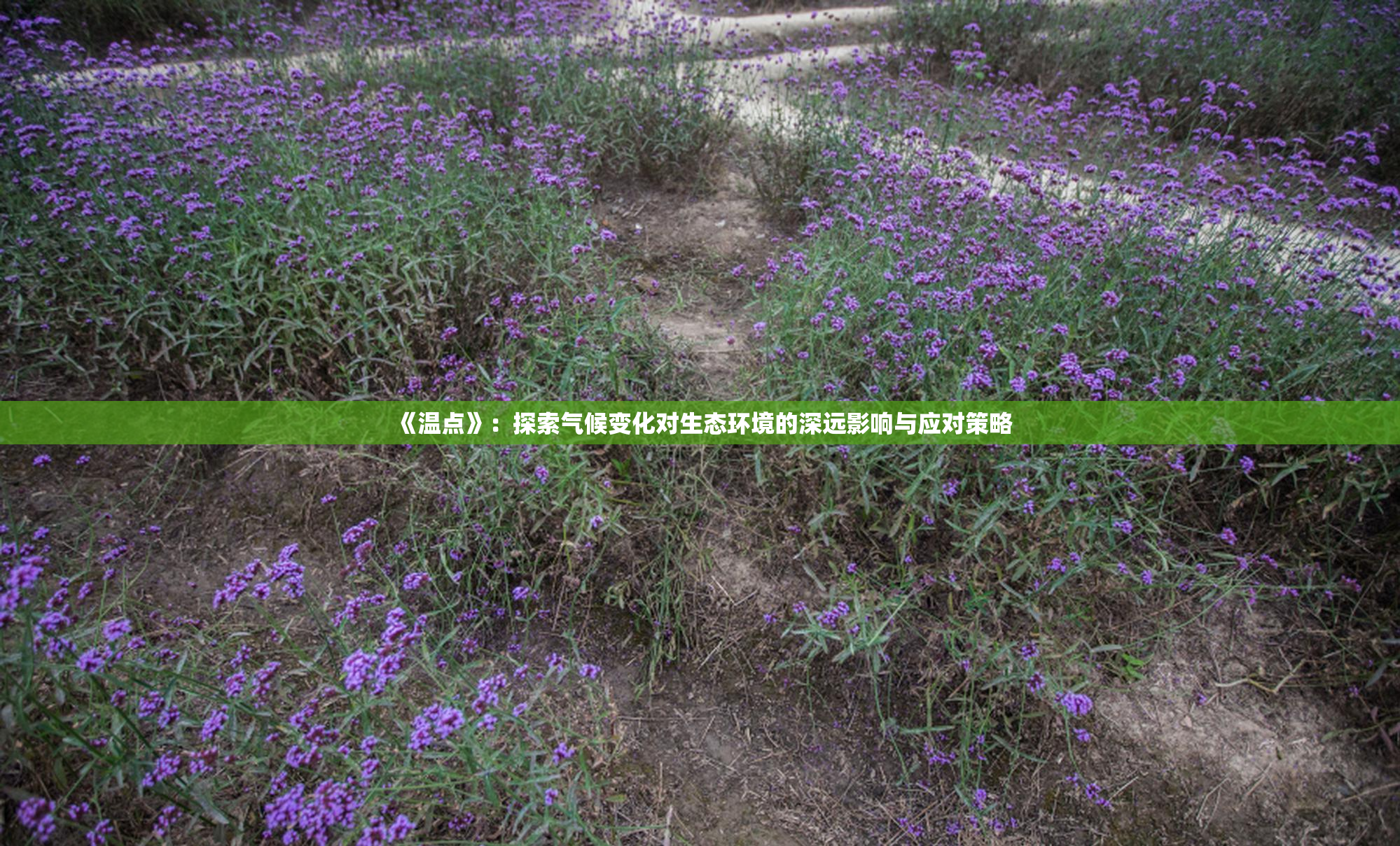 《温点》：探索气候变化对生态环境的深远影响与应对策略