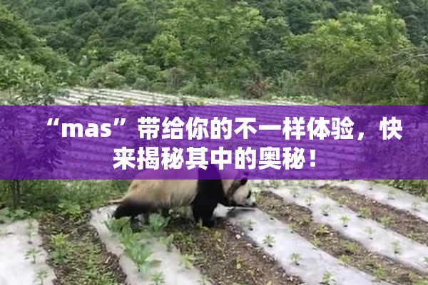 “mas”带给你的不一样体验，快来揭秘其中的奥秘！