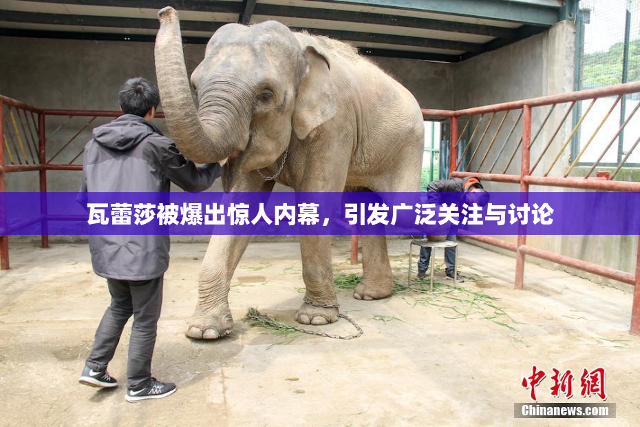 瓦蕾莎被爆出惊人内幕，引发广泛关注与讨论