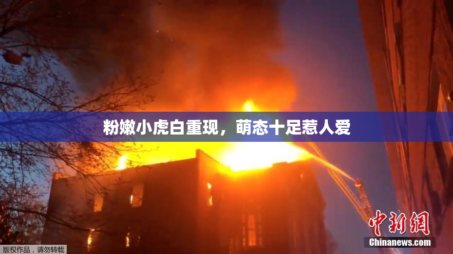 粉嫩小虎白重现，萌态十足惹人爱