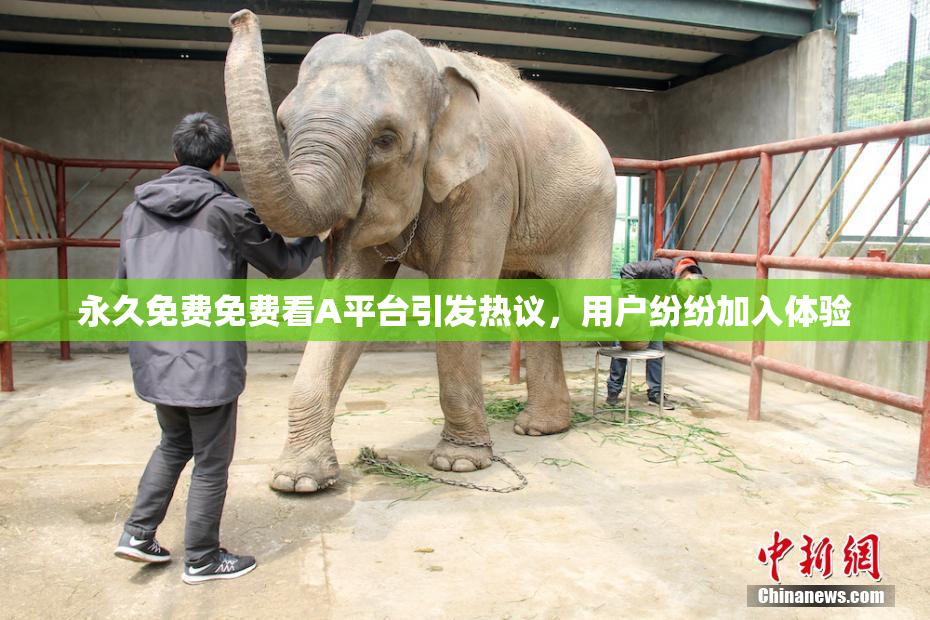 永久免费免费看A平台引发热议，用户纷纷加入体验