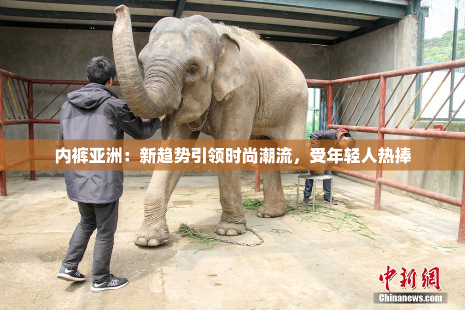 内裤亚洲：新趋势引领时尚潮流，受年轻人热捧