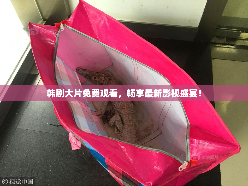 韩剧大片免费观看，畅享最新影视盛宴！