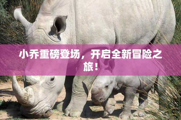 小乔重磅登场，开启全新冒险之旅！