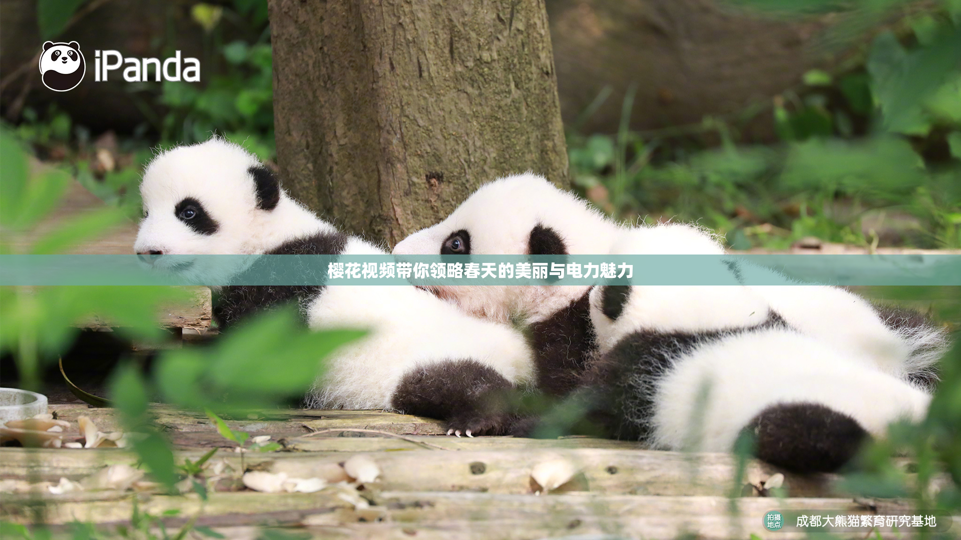 樱花视频带你领略春天的美丽与电力魅力