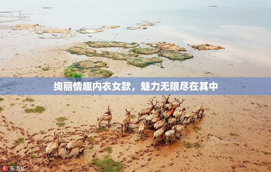 绚丽情趣内衣女款，魅力无限尽在其中