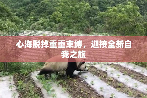心海脱掉重重束缚，迎接全新自我之旅