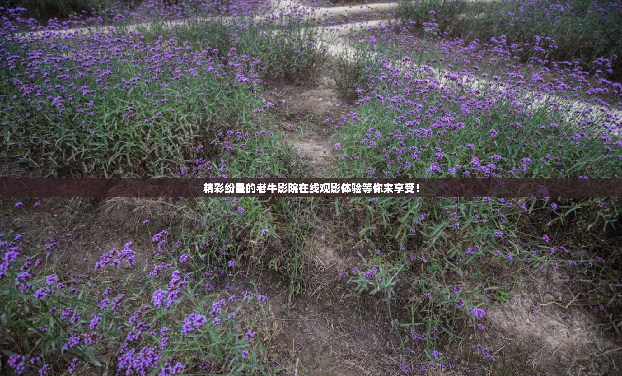 精彩纷呈的老牛影院在线观影体验等你来享受！