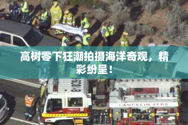 高树零下狂潮拍摄海洋奇观，精彩纷呈！