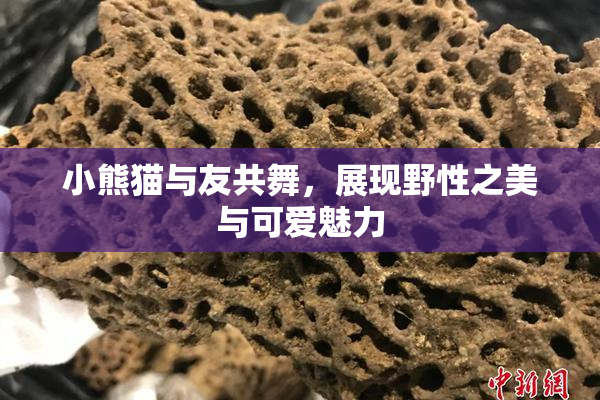 小熊猫与友共舞，展现野性之美与可爱魅力