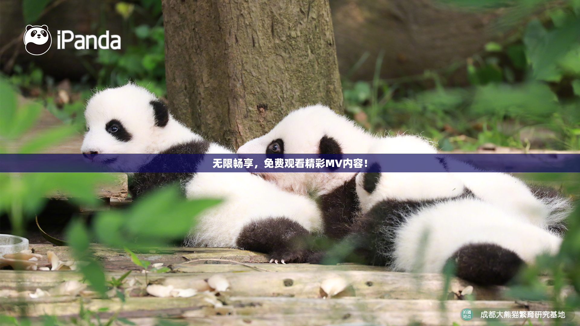 无限畅享，免费观看精彩MV内容！