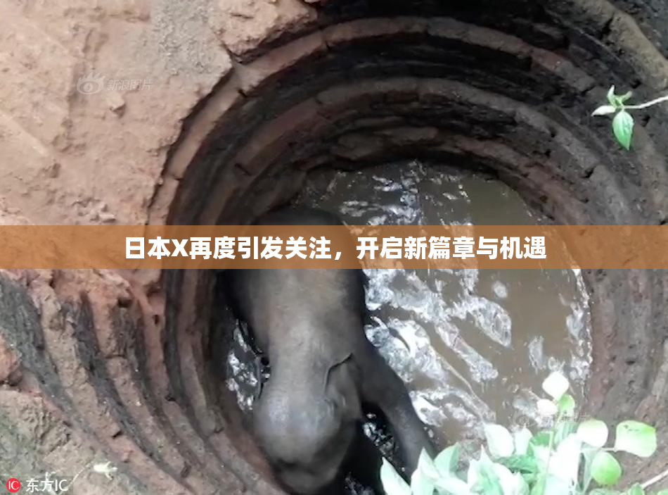 日本X再度引发关注，开启新篇章与机遇