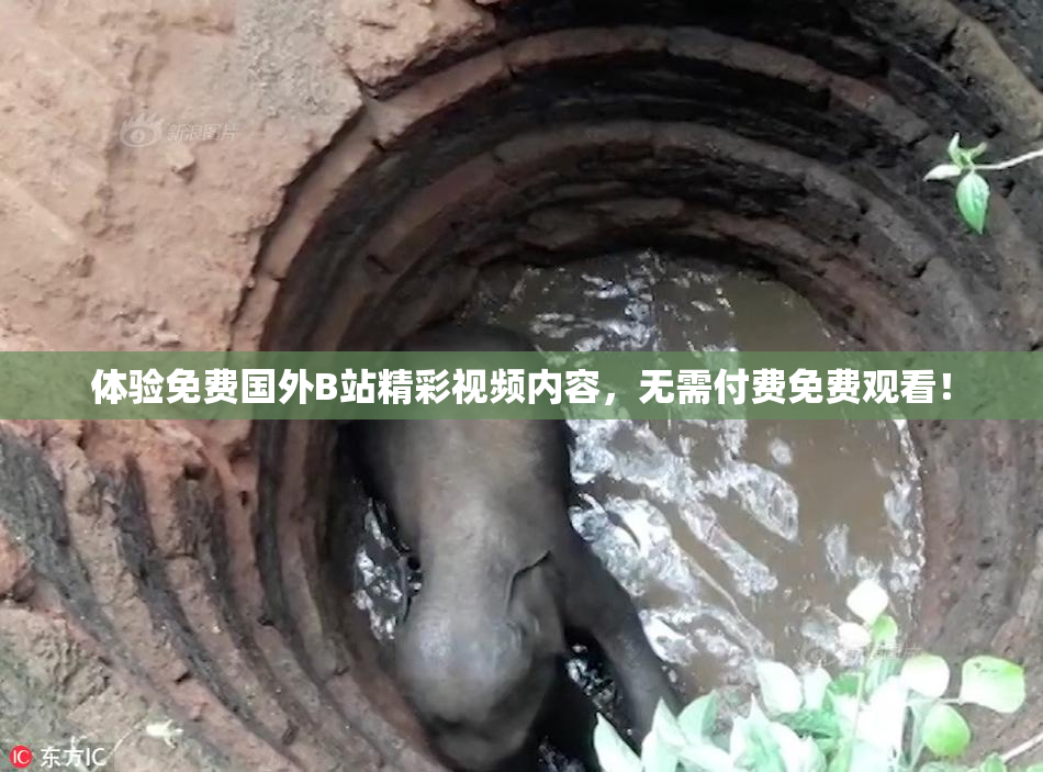 体验免费国外B站精彩视频内容，无需付费免费观看！