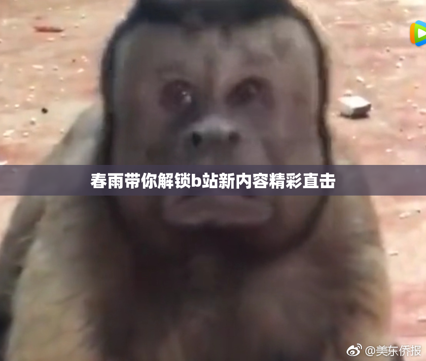 春雨带你解锁b站新内容精彩直击