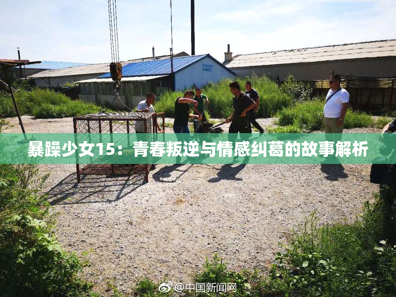 暴躁少女15：青春叛逆与情感纠葛的故事解析