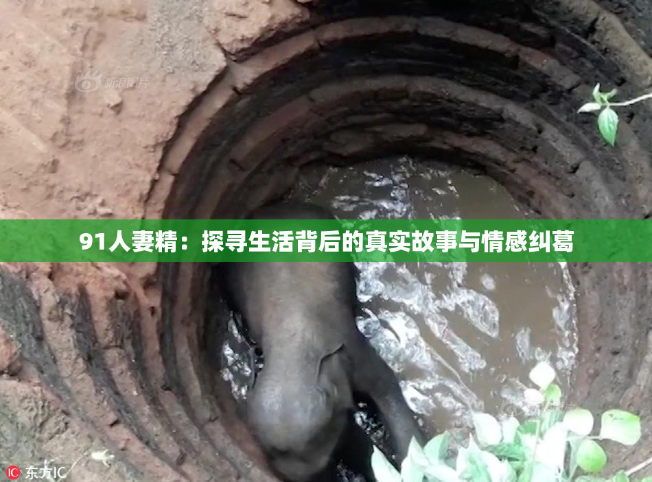 91人妻精：探寻生活背后的真实故事与情感纠葛