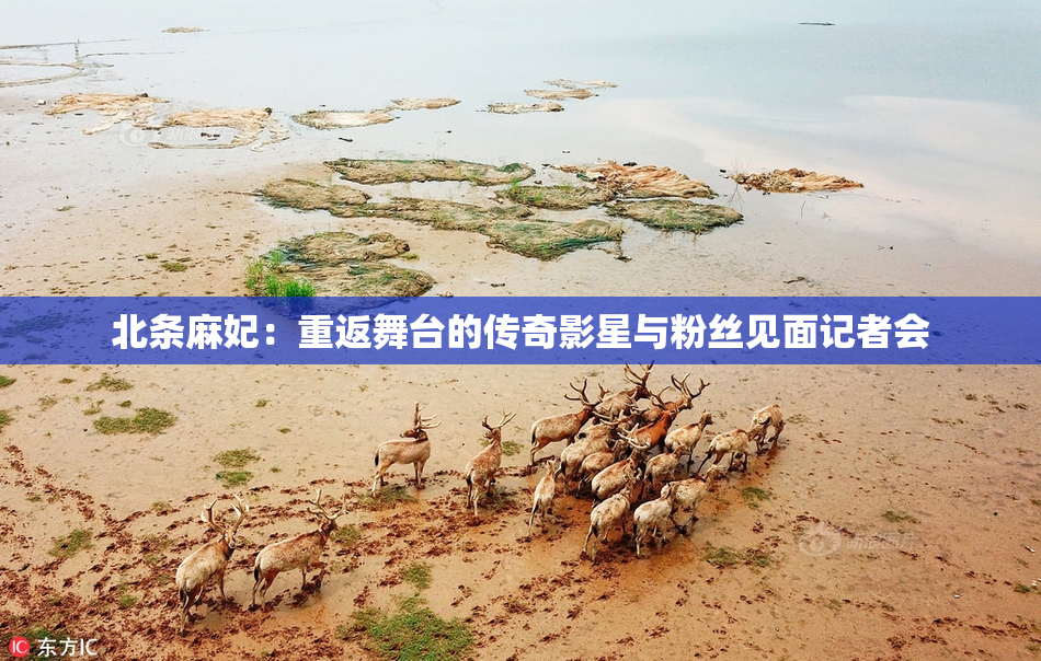 北条麻妃：重返舞台的传奇影星与粉丝见面记者会
