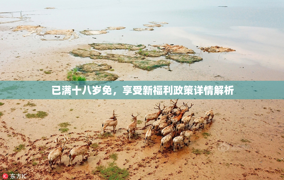 已满十八岁免，享受新福利政策详情解析