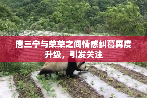 唐三宁与荣荣之间情感纠葛再度升级，引发关注