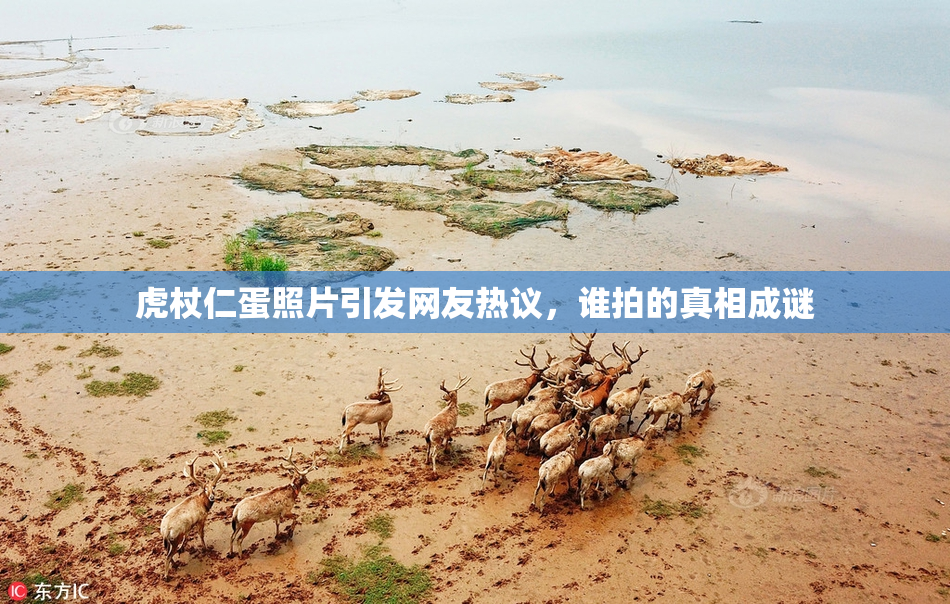 虎杖仁蛋照片引发网友热议，谁拍的真相成谜