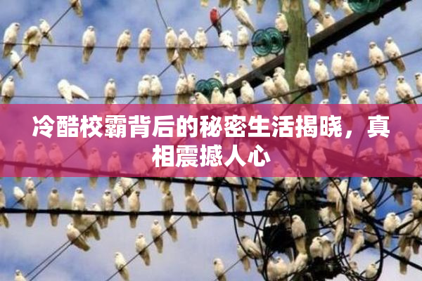 冷酷校霸背后的秘密生活揭晓，真相震撼人心