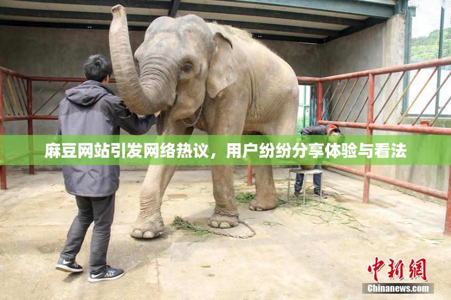 麻豆网站引发网络热议，用户纷纷分享体验与看法