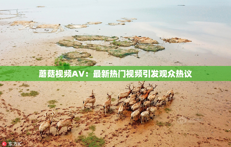 蘑菇视频AV：最新热门视频引发观众热议
