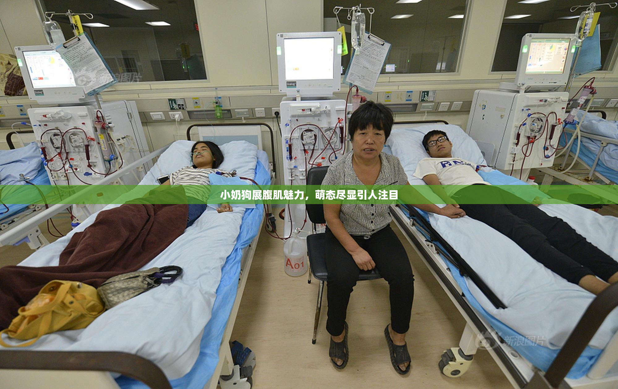 小奶狗展腹肌魅力，萌态尽显引人注目