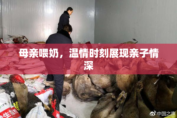 母亲喂奶，温情时刻展现亲子情深