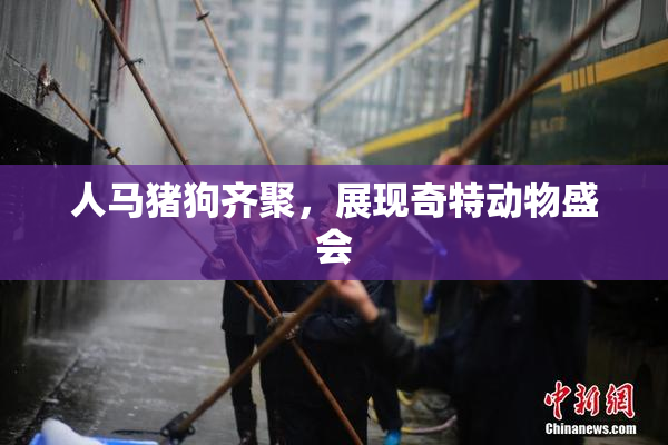 人马猪狗齐聚，展现奇特动物盛会