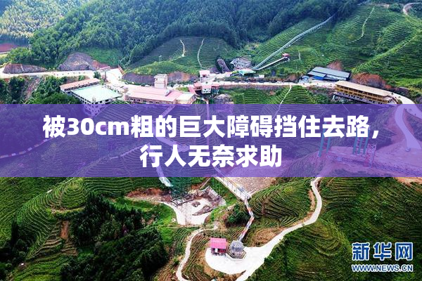 被30cm粗的巨大障碍挡住去路，行人无奈求助