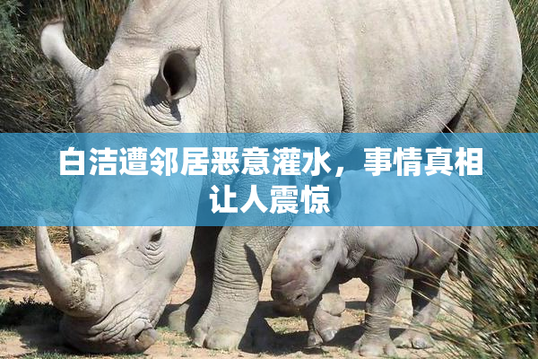 白洁遭邻居恶意灌水，事情真相让人震惊