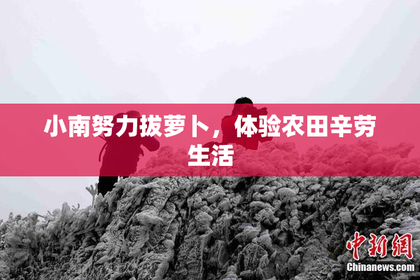 小南努力拔萝卜，体验农田辛劳生活