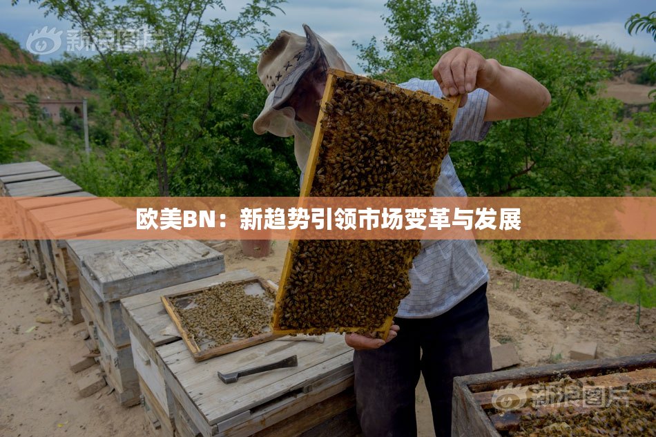 欧美BN：新趋势引领市场变革与发展